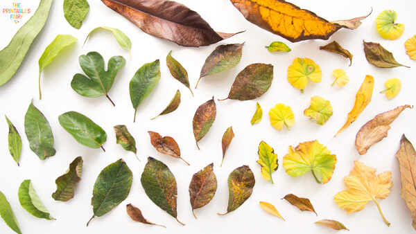 Green, yellow, and brown leaves