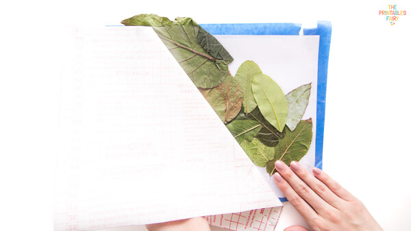 Stick another piece of contact paper on top of the leaves